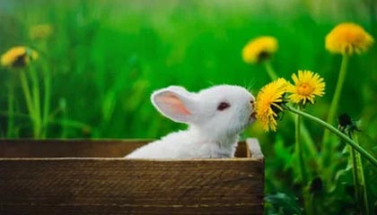 国际足联-布朗35分塔图姆23分 凯尔特人击败黄蜂4连胜